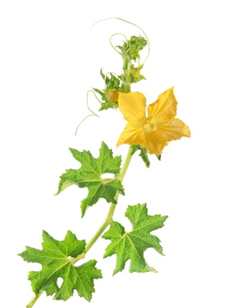 vine and flowerの写真素材