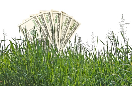 Dollars growing in grassの写真素材