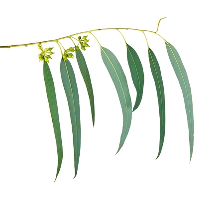 eucalyptus branchの写真素材