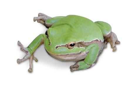 Treefrog isolated on white background