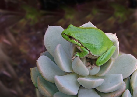 Treefrog on plantの写真素材