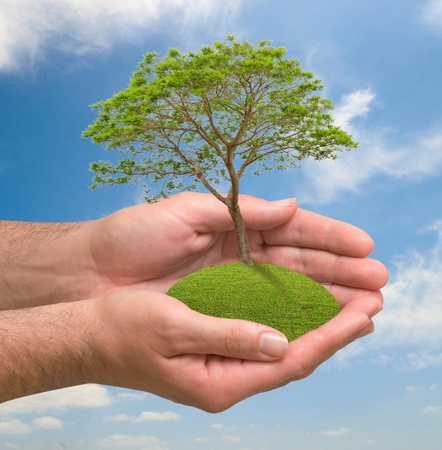 Tree in handsの写真素材