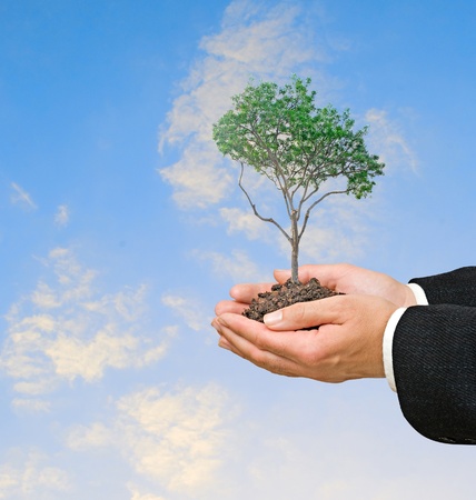 tree in handsの写真素材