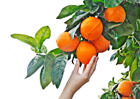 woman holding ripe orangesの写真素材