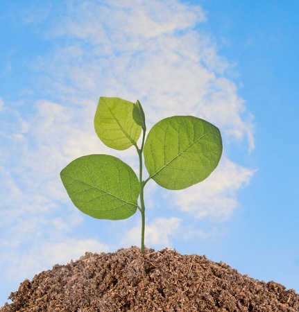 sapling growing from soilの写真素材