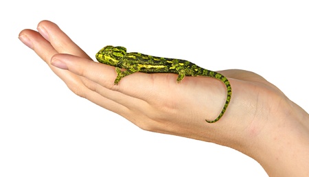 Chameleon on handの写真素材