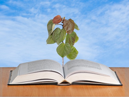  tree growing from open bookの写真素材