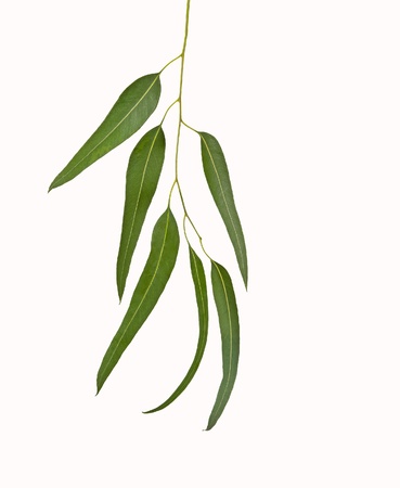 Eucalyptus branchの写真素材