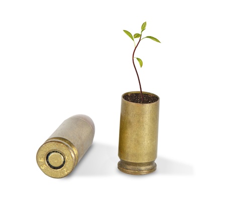 Sapling growing from shell
