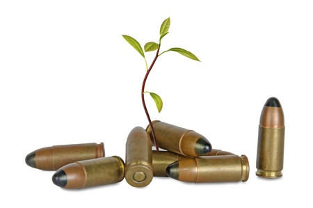 Sapling growing from shells