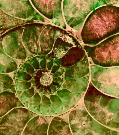Ammonite fossil