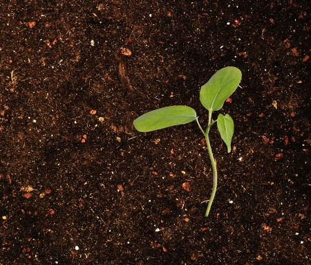 Saplingの写真素材