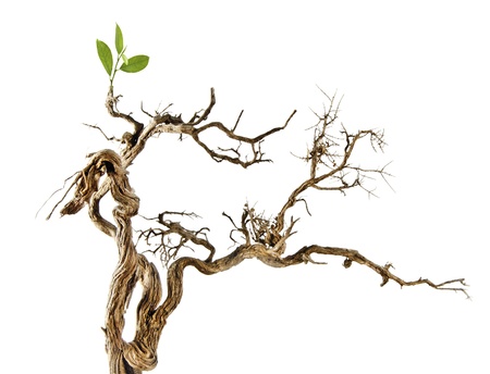 Dry branch with new leafの写真素材