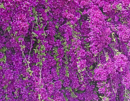 Flower backgroundの写真素材