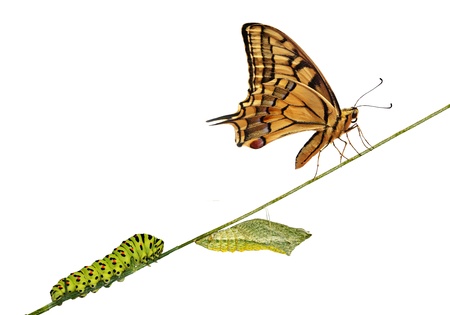 Close up of caterpillar , pupae, and swallowtail butterflyの写真素材