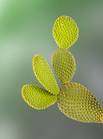 Opuntia cactus isolated on white backgroundの写真素材