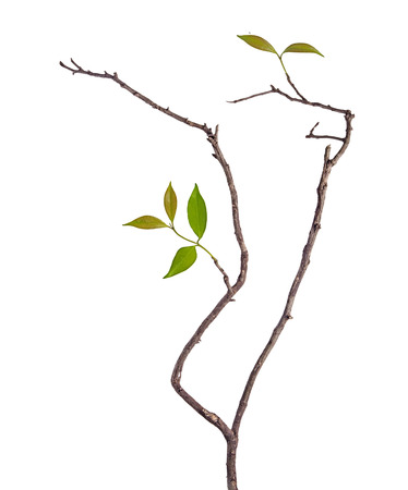 Branch with leafの写真素材