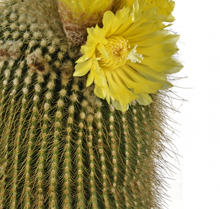 Flowering cactusの写真素材
