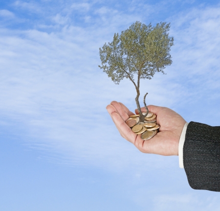 Olive tree in palms as a gift  の写真素材