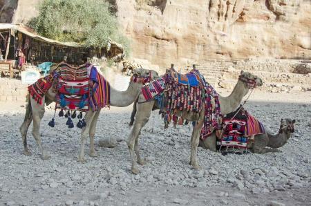 Camels at Petra, Jordanの写真素材