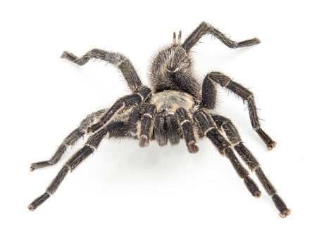 Tarantula