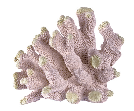 coral coral