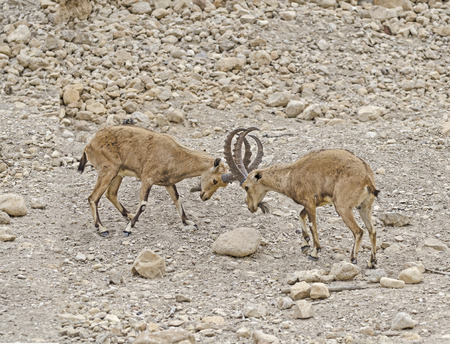 Ibexesの写真素材