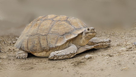 Close up shot of large tortoise