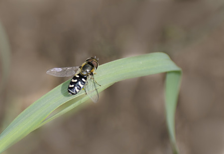 fly on grass