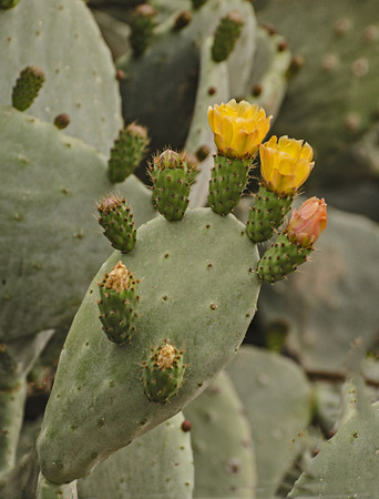 cactus flowers