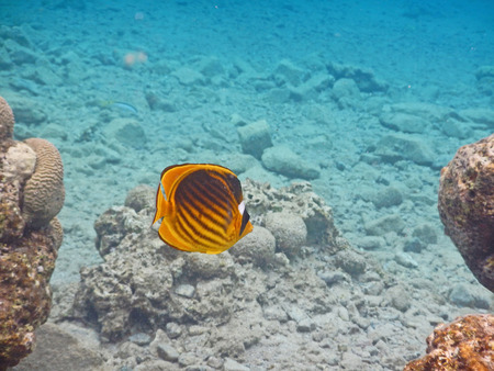 Chaetodon fish at red sea       の写真素材