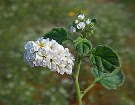 Close up of white flower              の写真素材