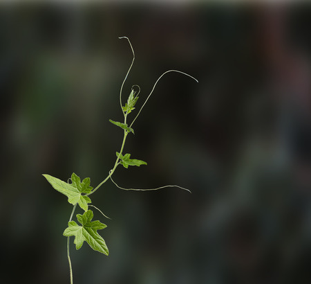 Close up of vineの写真素材