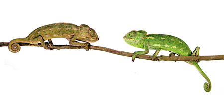 Two chameleonsの写真素材