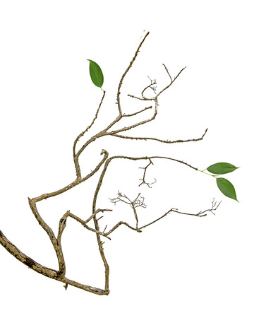 dry branchの写真素材