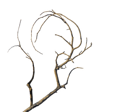 dry branchの写真素材