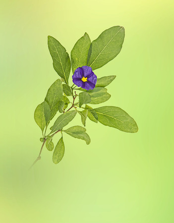 Close up of flowerの写真素材