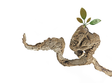 Dry branch with leaves