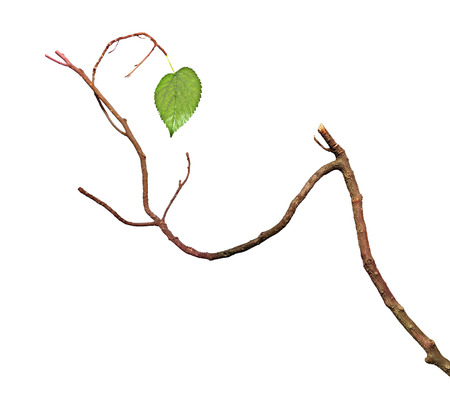 dry branch with leafの写真素材