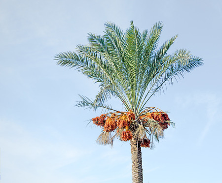 Palm