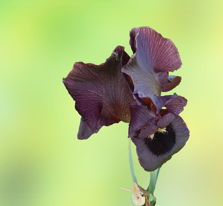 purple iris at Israelの写真素材