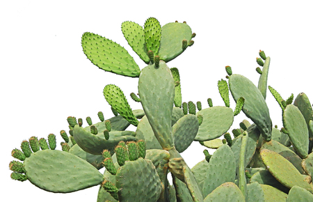 cactus isolated on white backgroundの写真素材