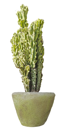 cactus isolated on white backgroundの写真素材