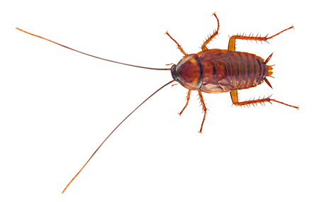 Cockroach isolated on white background
