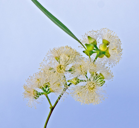 Eucalyptus branchの写真素材
