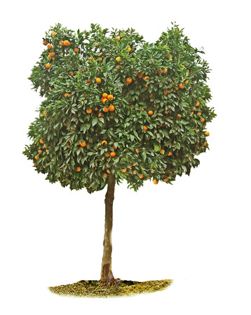 tangerine tree on white backgroundの写真素材