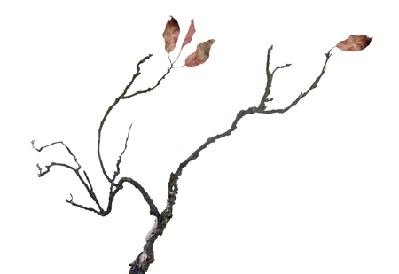 dry branch with leaf   の写真素材