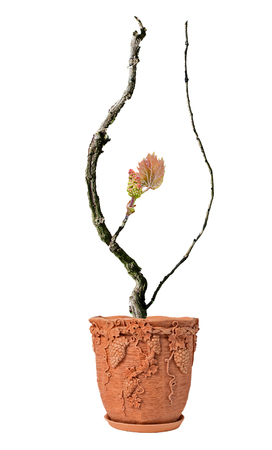 Grape vine isolated on white backgroundの写真素材