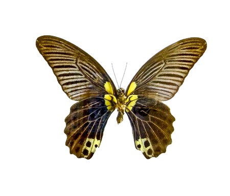 butterfly isolated on white backgroundの写真素材