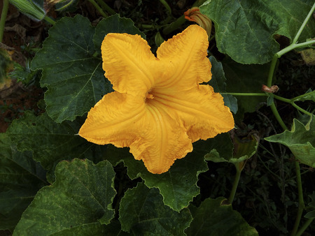 close up of flowersの写真素材